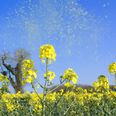 Scientists warn that hayfever drugs may come with very serious health risks