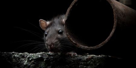 Cork residents warned to be on alert after man has bum bitten by rat while sitting on toilet