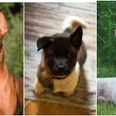 The hardest dog breed quiz you’ll take today