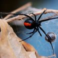 A Sydney worker was given a very nasty surprise by a redback spider when sitting on the toilet