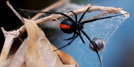 A Sydney worker was given a very nasty surprise by a redback spider when sitting on the toilet