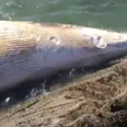 VIDEO: Upsetting footage from Kerry shows dead whale washed up on shore