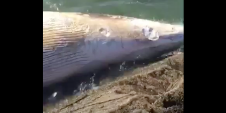 VIDEO: Upsetting footage from Kerry shows dead whale washed up on shore
