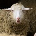 Stoned sheep go on ‘psychotic rampage’ after eating dumped cannabis plants