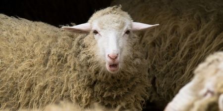 Stoned sheep go on ‘psychotic rampage’ after eating dumped cannabis plants