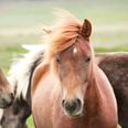 6,573 horses were killed in Ireland for human consumption last year