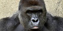GRAPHIC CONTENT: A gorilla has been shot dead after a child fell into its pen at a zoo