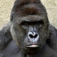 GRAPHIC CONTENT: A gorilla has been shot dead after a child fell into its pen at a zoo