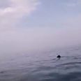 VIDEO: Remember the Ardmore basking shark? Well, this new clip is the most personal yet