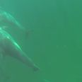 WATCH: Spectacular footage of a man freediving with dolphins in Achill