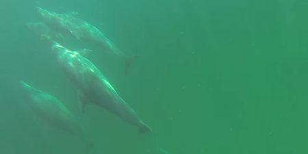 WATCH: Spectacular footage of a man freediving with dolphins in Achill
