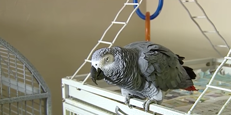 A parrot could be a key witness in a murder trial, but lawyers have their doubts