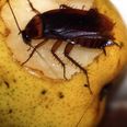 Householders warned to be extra vigilant as cockroach infestations rise by 134% nationwide