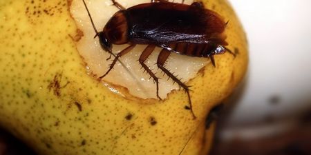 Householders warned to be extra vigilant as cockroach infestations rise by 134% nationwide