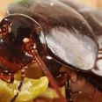 Woman discovers headaches caused by live cockroach in her skull (Warning: Graphic Content)