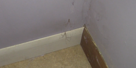 VIDEO: This man has an ingenious method of getting rid of spiders