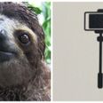 PIC: This sloth has somehow managed to justify the existence of selfie sticks