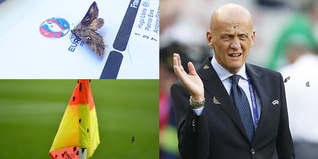 Moth infestation swarms Euro 2016 final… because they stupidly left the lights on