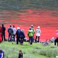 120 whales slaughtered in Faroe Islands this week as part of grindadráp