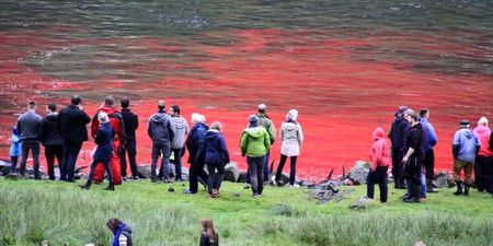 120 whales slaughtered in Faroe Islands this week as part of grindadráp