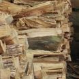 PIC: You will not be able to find the cat hidden amongst these logs