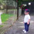 WATCH: Dublin infant stages a showdown with some angry geese
