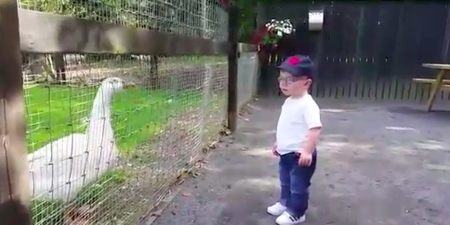 WATCH: Dublin infant stages a showdown with some angry geese