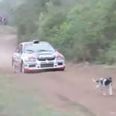 WATCH: Small dog miraculously avoids death as speeding rally car flies right over it
