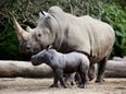 PICS: Dublin Zoo delighted to announce the arrival of southern white rhino calf