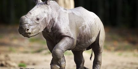 Dundrum’s new safari-themed adventure will help endangered rhinos
