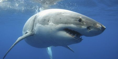 WATCH: Great White Shark bites off more than it can chew by trying to eat an entire Humpback Whale