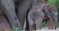 Good news, Dublin Zoo just welcomed a new elephant calf