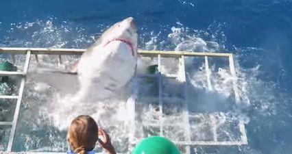 WATCH: The heart-stopping moment a great white shark breaks into cage with a diver inside