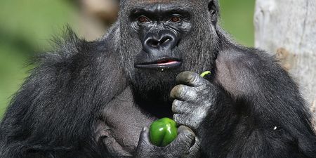 Hero gorilla that escaped from London Zoo necked five litres of blackcurrant juice before he was caught