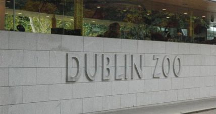 Great news because it’s free admission for kids to Dublin Zoo for the next two weeks