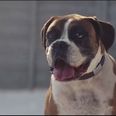 Some people claim the John Lewis Christmas advert was ‘copied’ from this YouTube boxer dog