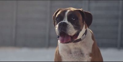 Some people claim the John Lewis Christmas advert was ‘copied’ from this YouTube boxer dog