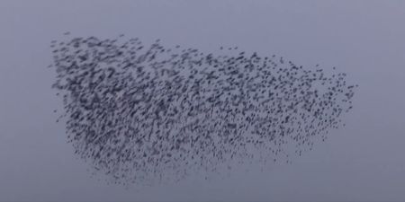 WATCH: A breathtaking murmuration of starlings caught on camera in Cavan