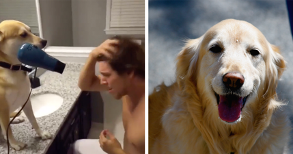 21 moments that prove dogs really are a man’s best friend