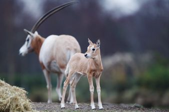 PICS: Dublin Zoo welcomes a new male scimitar-horned oryx, a species extinct in the wild