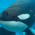 Seaworld orca, Tilikum, who inspired the documentary Blackfish has died