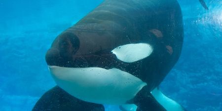 Seaworld orca, Tilikum, who inspired the documentary Blackfish has died