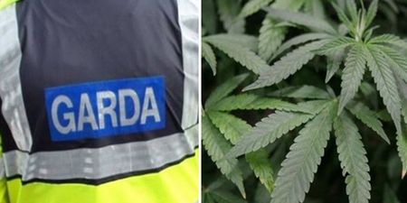 Gardaí make seizure from “highly sophisticated grow house” in Monaghan
