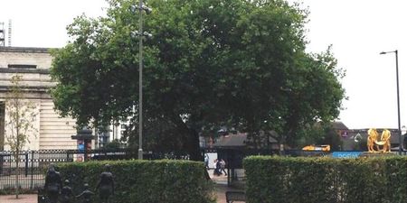 Birmingham is cutting down 25 old trees and it should have been the biggest story of the week