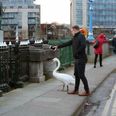 PICS: Take a minute out of your day to see this beautiful story of one man and a swan in Limerick