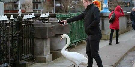 PICS: Take a minute out of your day to see this beautiful story of one man and a swan in Limerick