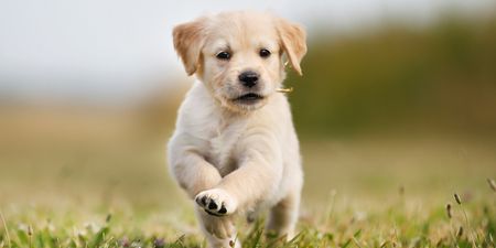 Dog owners can take ‘paid puppy leave’ at this company