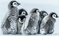 David Attenborough’s crew has discussed intervening in his recent documentary, saving a number of penguins lives