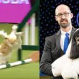 Forget the actual winner, this face-planting Jack Russell is the real hero of Crufts
