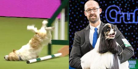 Forget the actual winner, this face-planting Jack Russell is the real hero of Crufts